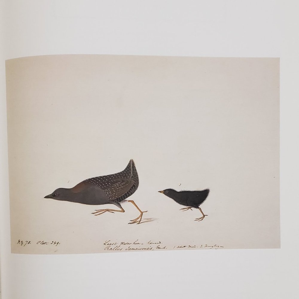 Black Rail by J. J. Audubon